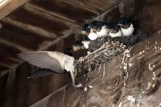 天涯爆料燕子最新一期,燕子最新一期揭秘惊人内幕  第3张