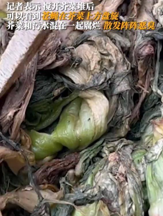 香港橄榄菜爆料视频下载,揭秘幕后真相 第1张 香港橄榄菜爆料视频下载,揭秘幕后真相 第1张