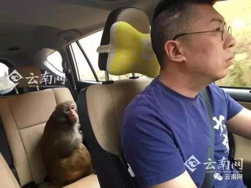 网友爆料瘦猴子视频,网友热议其减肥秘诀 第1张 网友爆料瘦猴子视频,网友热议其减肥秘诀 第1张