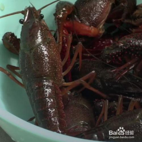 爆料龙虾做法视频教程图片,跟随视频教程轻松学会经典做法 第2张 爆料龙虾做法视频教程图片,跟随视频教程轻松学会经典做法 第2张